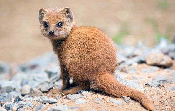 Фотография молодого мангуста